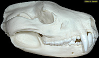 Tasmanian Devil Skull