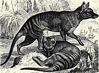 Thylacine Drawing