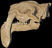 Thylacosmilus Skull Fossil