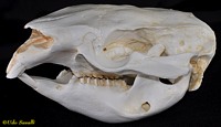 Wombat Skull