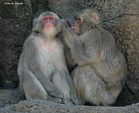 Japanese Macaques