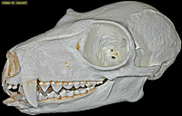 Ruffed Lemur Skull