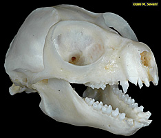 Slow Loris Skull