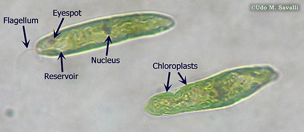Euglena 100X