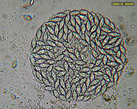 Monocystis