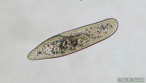 Paramecium 400X