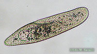 Paramecium sp.