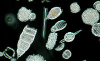 Radiolarians