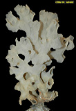 White Ruffle Sponge