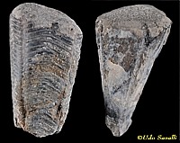 Conularia fossil