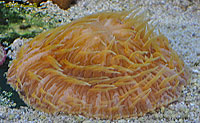 Disk Coral