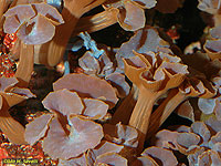 Mushroom Anemones