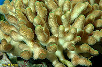 unid Stony Coral