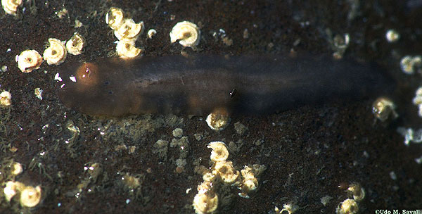 Brown Flatworm