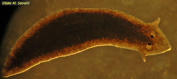 platyhelminthes platyzoa)