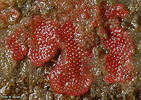 Eurystomella Bryozoan Colony