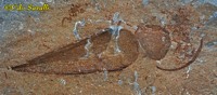 Hyolithes Fossil