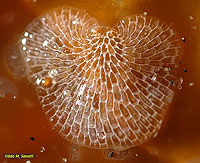 Lacycrust Bryozoan Colony