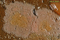 Microporella Bryozoan Colony