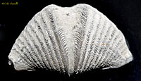 Mucrospirifer Brachiopod Fossil