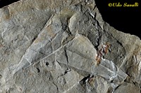 Nevadotheca fossil