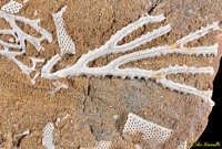 Fossil Bryozoans