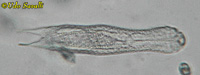 Lepidodermella Gastrotrich