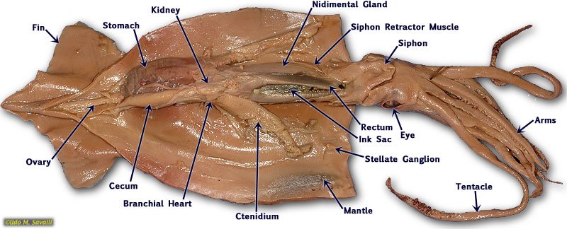 Earthworm+diagram+external