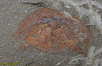Naraoia Stem-Trilobite