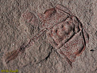 Oryctocephalus Trilobite