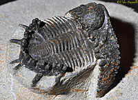 Akantharges Trilobite