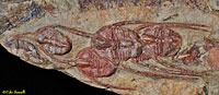 Ampyx Trilobites