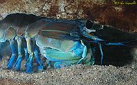 California Mantis Shrimp