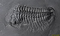 Chotecops Trilobite