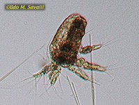 Copepod Larva