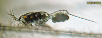 Cyclopoid Copepod