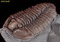 Flexicalymene Trilobite