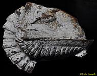 Kaskia Trilobite