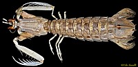 Mantis Shrimp specimen