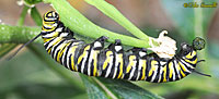 MonarchCaterpillar