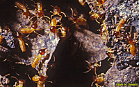 Nasute Termites