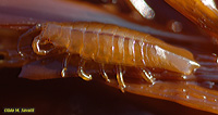 Paddletailed Isopod