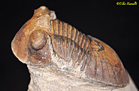 Paralejurus Trilobite