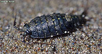 Rocky Shore Isopod