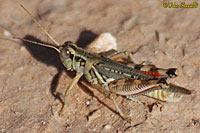 Sagebrush Grasshopper