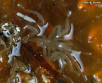SeaSpider