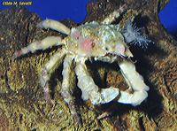 Sharpnosed Crab