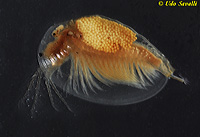 Vernal Clam shrimp