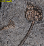 Floating Crinoid Fossil