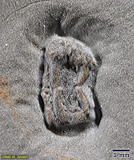 Cystoid fossil